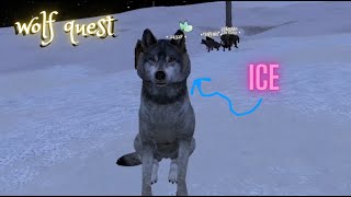 getting Ices pups 100 XP in wolf quest [upl. by Alyhs]