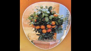 How to plant Calamondin Citrus tree from Lidl in the Lidl pot How to get plenty of orange fruit [upl. by Notsa]