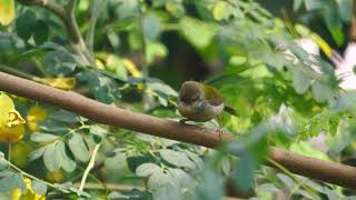 Bird Sound Flycatcher [upl. by Saduj]