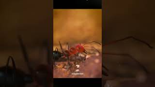 Inside of Ant House  shorts sciencefacts science [upl. by Evonne]