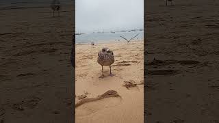 Friendly scavengers at Cascais beach in Portugal 2024 birds nature [upl. by Yleoj]