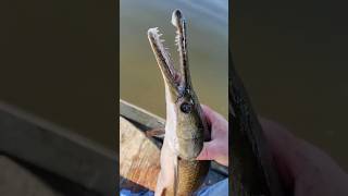 The Alligator Gar The Fish That Shouldnt Exist but We rescued [upl. by Sandeep]