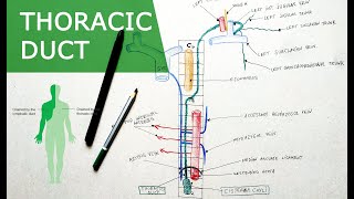 Thoracic duct  Anatomy Tutorial  Course Relations Tributaries [upl. by Caresa]