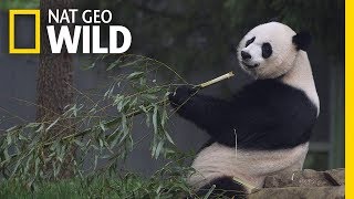 Giant Pandas 101  Nat Geo Wild [upl. by Noble]