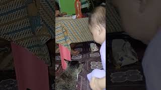 Cing Icing dan Bayi Kecil catlover bayilucu [upl. by Arihs]