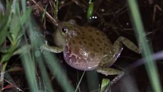 Barking Treefrog calling [upl. by Ileray]