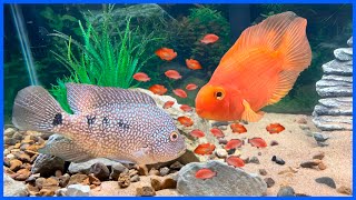 Breeding RED TEXAS Cichlids [upl. by Leksehc]