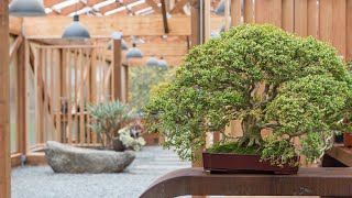 How to Make a Boxwood Bonsai Ft Rodney Clemons [upl. by Romeo]