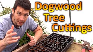 How to Grow Dogwood Trees from Cuttings  Plant Propagation Technique for Rooting Dogwood Cuttings [upl. by Llenehs]