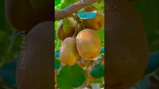 How to Grow Kiwi from Seed at Home plants shorts farming [upl. by Hewett]