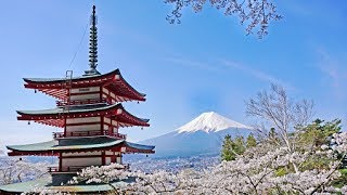 新倉富士浅間神社の桜と富士山2015 Cherry Blossoms amp Mt Fuji [upl. by Esilanna]