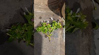 Morabillis JalapaFour O Clock Marvel Plant Cutting Propagation flowerplants  in gardening [upl. by Chatav]