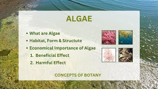 Algae Economical Importance of algae General characteristic of algae [upl. by Arahsal]