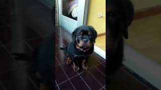 Good morning 🌞 baby 😍 Shorts rottweiler [upl. by Lytsirk]