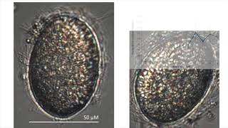 Proales rotifer life cycle [upl. by Algy]