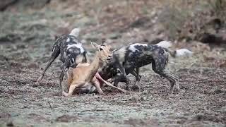 Impala AfricanWilddogs Africa Wildlife Impala amp baby impala eaten alive by wild dogs [upl. by Maudie]