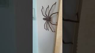 ARANHA GIGANTE DA AUSTRÁLIA [upl. by Haret]