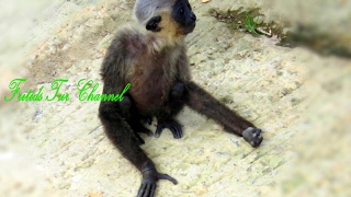 Baby Gibbons are playing at the ZOO [upl. by Suoivatnod520]