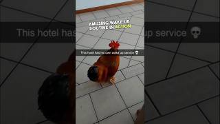 This roosters got your morning wake up call covered 🤣 youtubeshorts [upl. by Dnomyad]