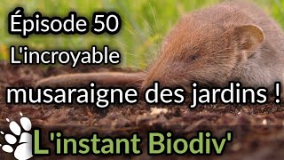 Ep50 Lincroyable MUSARAIGNE DES JARDINS [upl. by Calica]