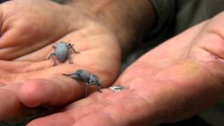 Blue Death Feigning Beetle  Cincinnati Zoo [upl. by Oleusnoc]