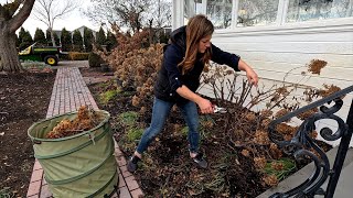 Pruning Panicle amp Smooth Hydrangeas  Pink Mink Clematis ✂️✂️✂️  Garden Answer [upl. by Esirec]