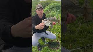 Estuary Perch on a Double Clutch fishing [upl. by Viehmann51]