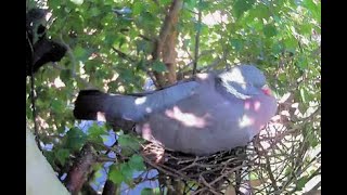 Wood pigeon Day 7 Part 1 [upl. by Inoue714]