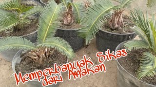 Sago Palm  Pembibitan tanaman sikas dari anakan [upl. by Odrahcir]