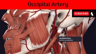 Occipital Artery Anatomy mbbs education bds headandneckanatomy arteries [upl. by Odrude]