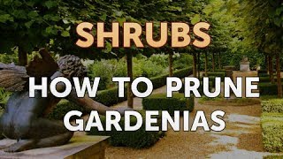 How to Prune Gardenias [upl. by Eruza]