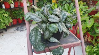 How to Grow and Care Silver Pothos  Satin Pothos  Scindapsus Pictus  Fun Gardening [upl. by Anilys]