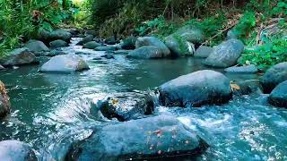 Relaxing birds amp water sounds nature river sounds for sleep meditation relaxation flowing water [upl. by Klute]