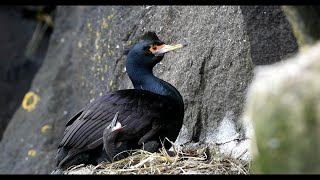 Redfaced Cormorants of the Pribilof Islands [upl. by Chil29]