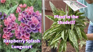 Raspberry Splash Lungwort  Plant Spotlight [upl. by Soph51]