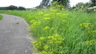 Wild parsnip Pastinaca sativa  20120804 [upl. by Auqenaj]