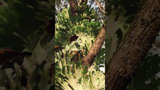 Thousands of Staghorn Ferns on Farm Windbreak Trees [upl. by Aerdnaz477]