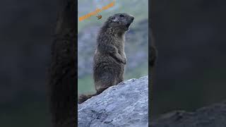 Marmot’s alert on a stone  Cri d’alerte d’une marmotte nature wildlife suisse marmotte marmot [upl. by Haletta]