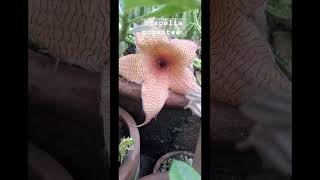 Stapelia gigantea Comment lng pag mali [upl. by Yrallih]