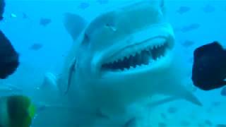 Tiger Shark Dive Fiji  Say Cheese [upl. by Ultun497]