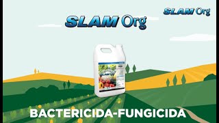 SLAM ORG El Bactericida y Fungicida Orgánico de ExcelAg que Protege tus Cultivos [upl. by Piks974]