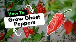 How To Grow Ghost Peppers [upl. by Assenej]