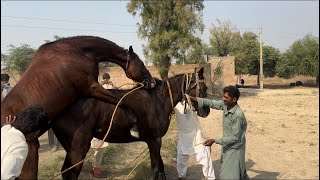 Equine Reproduction From Start To Gallop [upl. by Jablon]