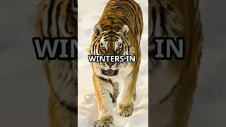 The Lost King Fascinating Facts About the Extinct Caspian Tiger [upl. by Johns]