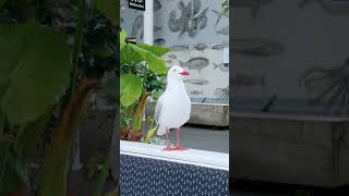 Redbilled gull [upl. by Yraek]