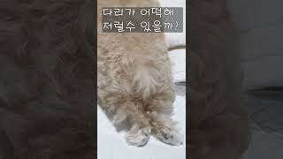 웃긴 영상 웃긴영상 animals [upl. by Eelame517]