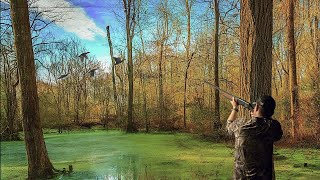 Early Season Teal and Wood Duck Hunt [upl. by Dulcia]