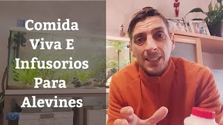 🔵 Alimento Vivo Para Alevines E Infusorios Para BettasComo Cuidar Un Pez Betta 1x06 Acuarios MB [upl. by Gupta]