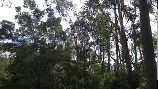 Bellbirds Singing In the Forest  Australia [upl. by Bently]