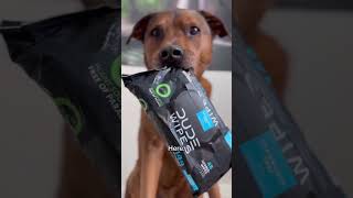 wet wipes over carpet wipes comedy dudewipes dog [upl. by Maclean]